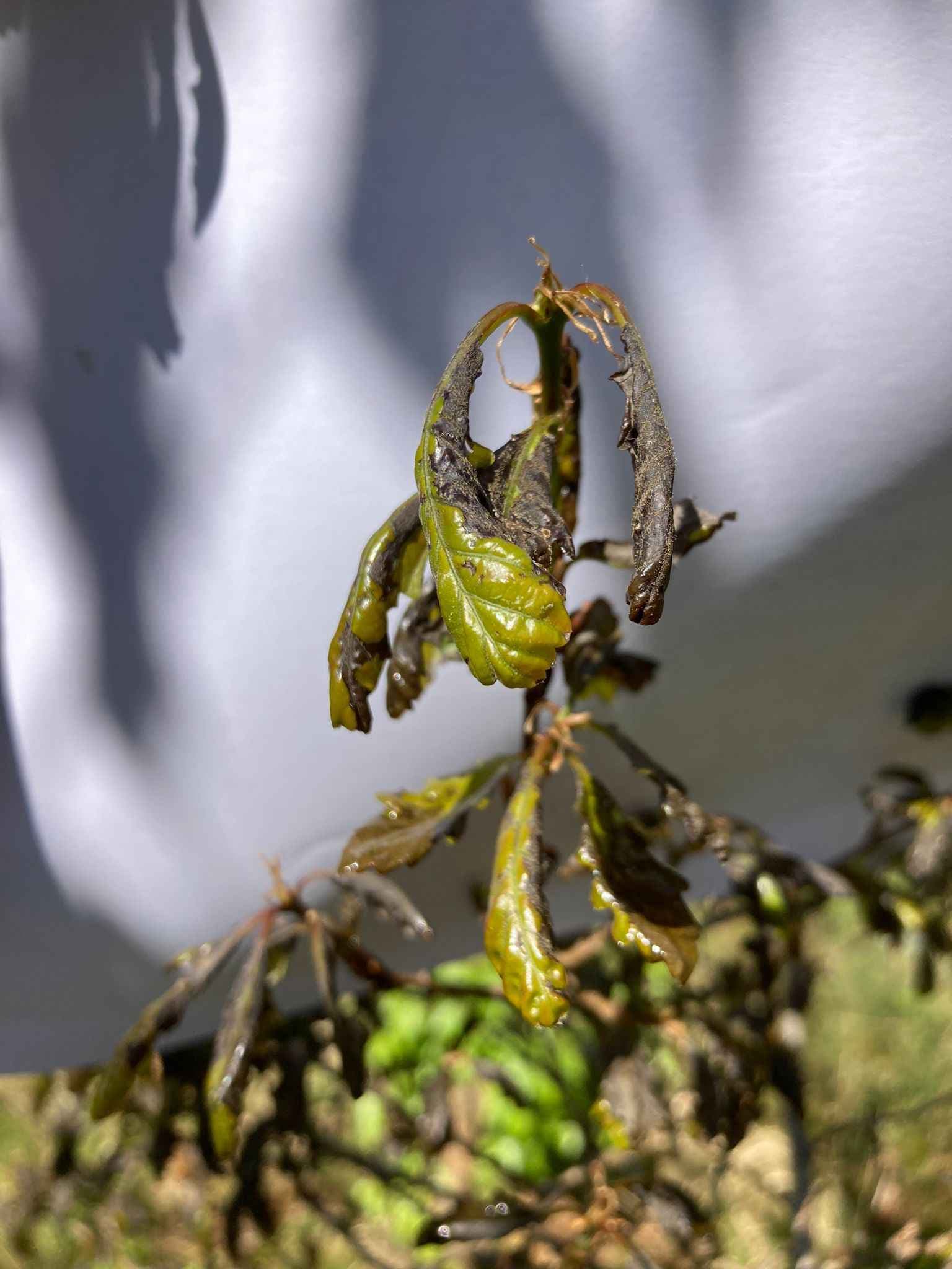 Nieuwe boomsoorten of herkomsten voor een klimaatzekere toekomst?