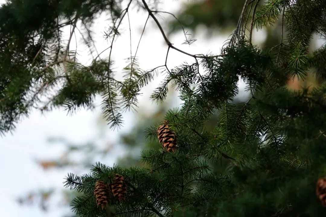 Geen plantagebossen, wel bosreservaten a.u.b.