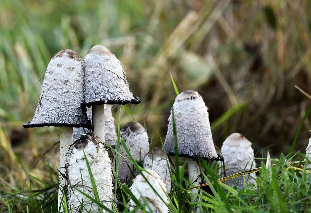 Forest Wood: Veerkrachtige bossen voor de toekomst